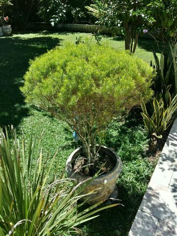 Serviço de Jardinagem.