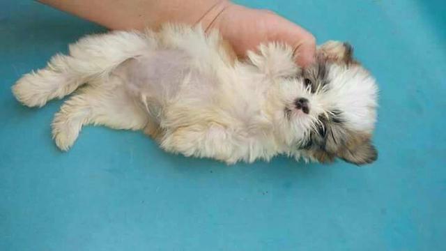 Shih Tzu macho vacinado filho de pai micro 10 de 90 avista
