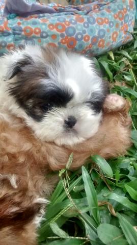 Shihtzu