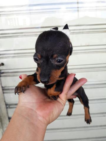 Ultimo Macho Pincher 160