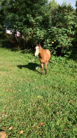 Vendo cavalo mestiço quarto de milha