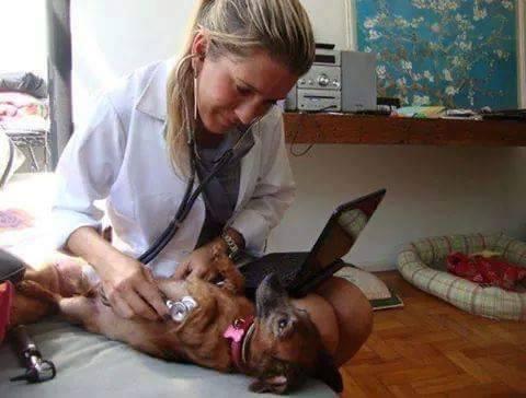 Veterinária Domiciliar para Cães e Gatos no Rio de Janeiro