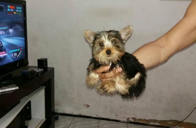 Yorkshire Mini ORIGINAL! !!!!!!