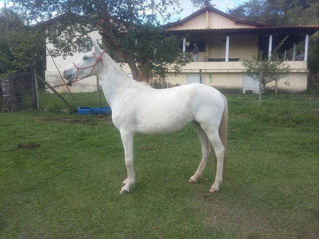 Égua Mangalarga Marchador Registrada