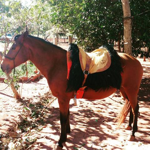 Égua prenhe de Paint Horse