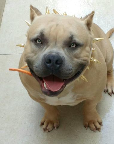 Américan bully (cobertura)