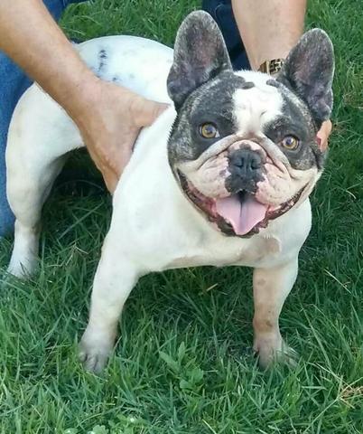 Bulldog frances para cobertura