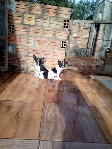 Bulldog francês macho