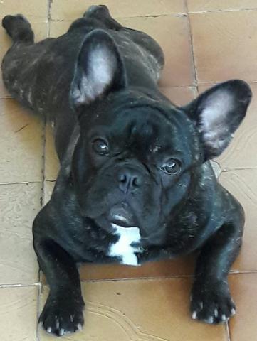Bulldog francês para cruzar