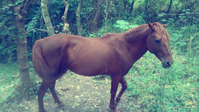Cavalo manga larga alazão INTEIRO