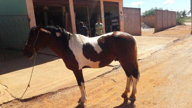 Cavalo manga larga puro chipado