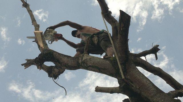 Corto arvores do quintal ou da rua