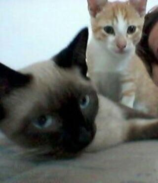 Estou doando essas gatas !!