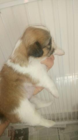 Linda fêmea de shitz.