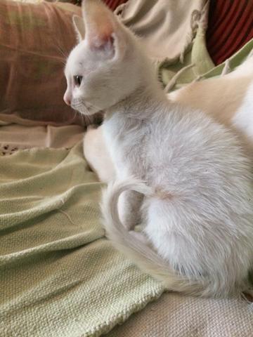 Linda gatinha para adoção