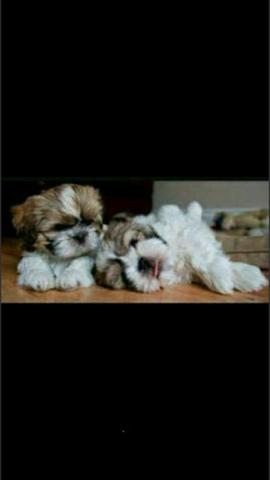 Lindos mini macho e fêmea vacinados