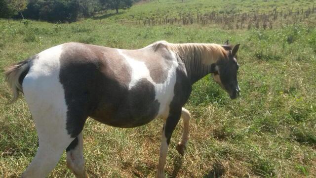 Potra / Egua Paint Horse 2 anos e 4 meses