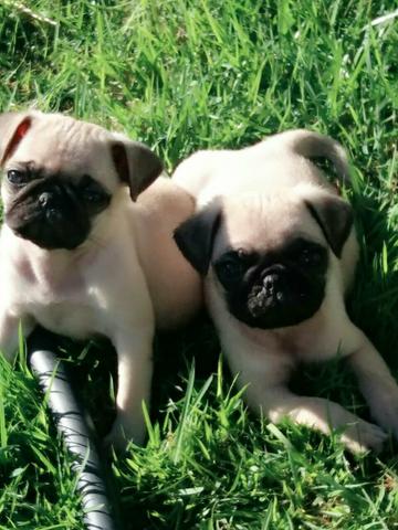 Pug preco especial