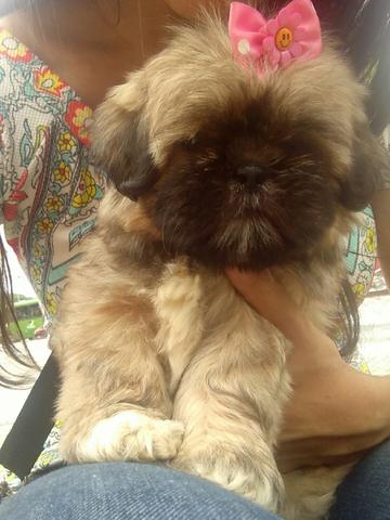 Shih Tzu fêmea, 2 meses.