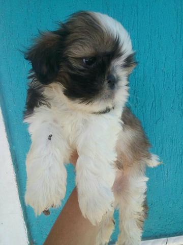 Shih tzu fêmea e macho