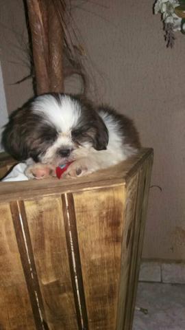 Shihtzu macho promoção
