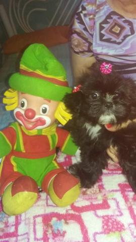 Shitzu femea 2meses