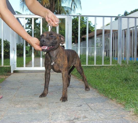 Staffordshire Bull Terrier - Fêmea tigrada 6 meses
