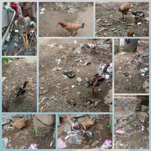 Vendo um casal de galinhas com dois pintos