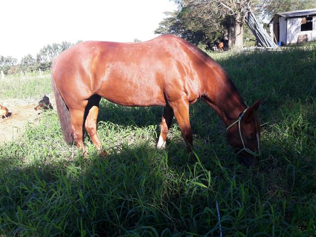 Égua crioula de 8 anos 