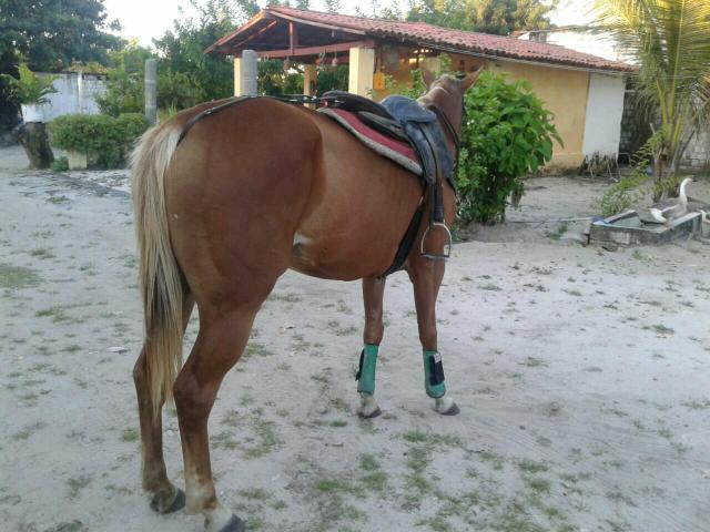 Égua iniciada na direita