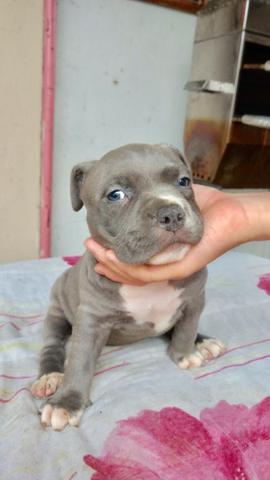 American Bully