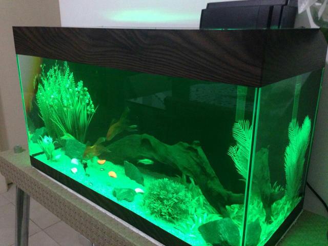 Aquários para peixes