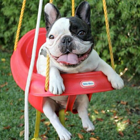 Bulldog francês fêmeas 11 meses pedigree aceito cartão