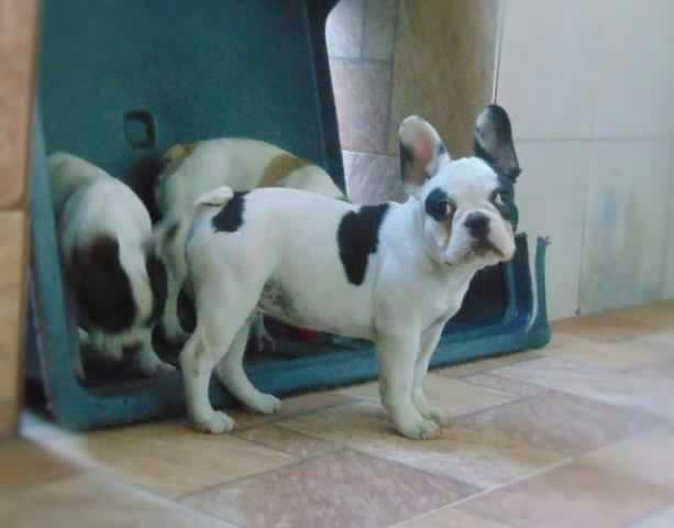 Bulldog francês macho com pedigree CBKC Imperdível