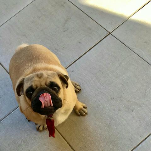 Cachorra Pug