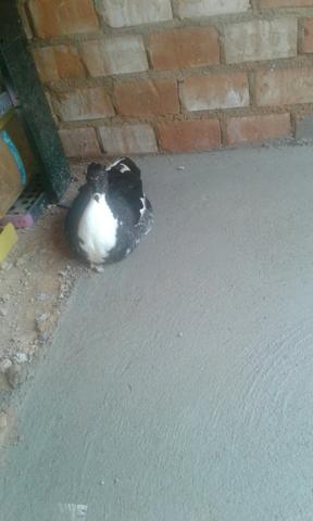 Casal de patos mais 7 patinhos