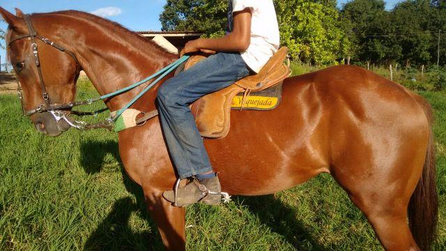 Cavalo profissional de vaqueijada