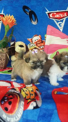 Dê um lhasa apso para sua mãe