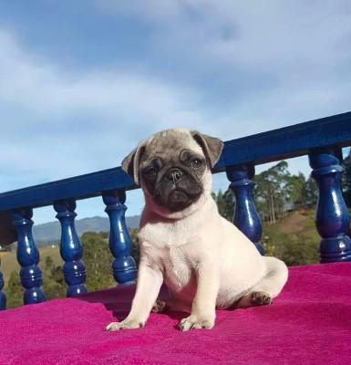 Dôo pug de 3 meses