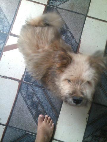 Encontrei esse cachorrinho