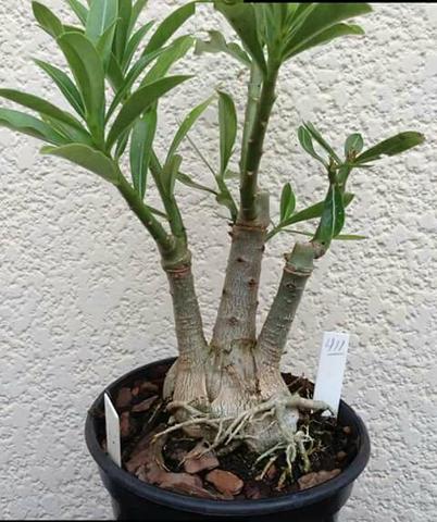 Enxerto multi cores de ROSA do Deserto