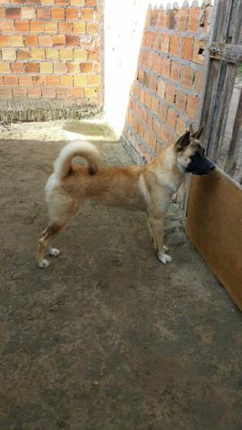 Estou doando cachorro Akita Americano