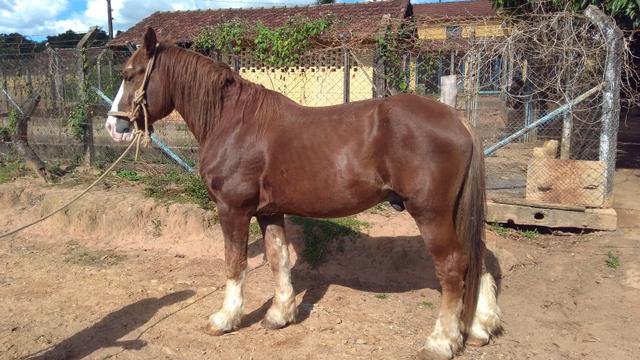 Excelente tres bretoes pelo preço de um
