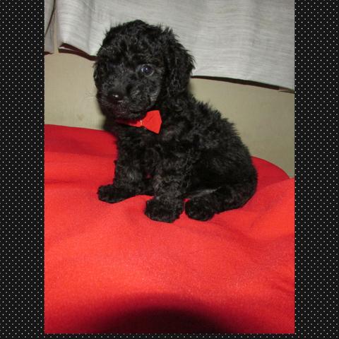 Fofinho poodle toy 150 a vista 200 parcelado não faço