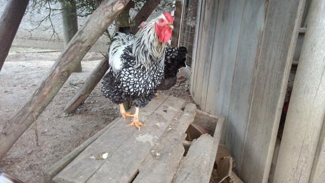 Galinha wayndotte prata
