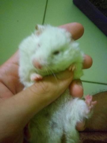 Hamster sírio albino fêmea