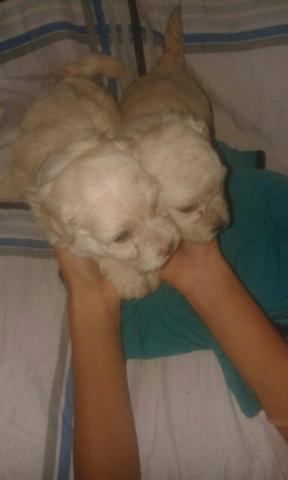 Lindos poodle micro toy