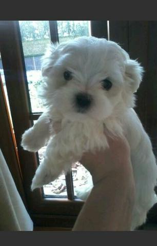 Maltês mini macho com 55 dias vacinado e vermifugado come