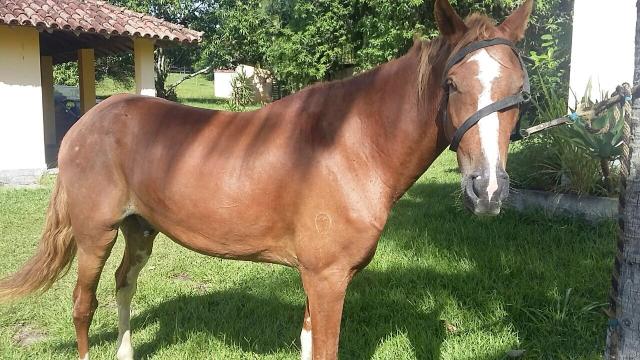 Mangalarga Marchador Registrado, 6 anos