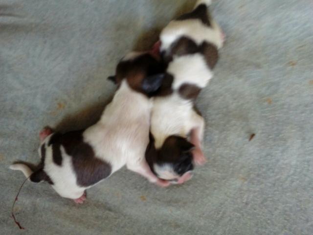 Mini chih tzu vacaria